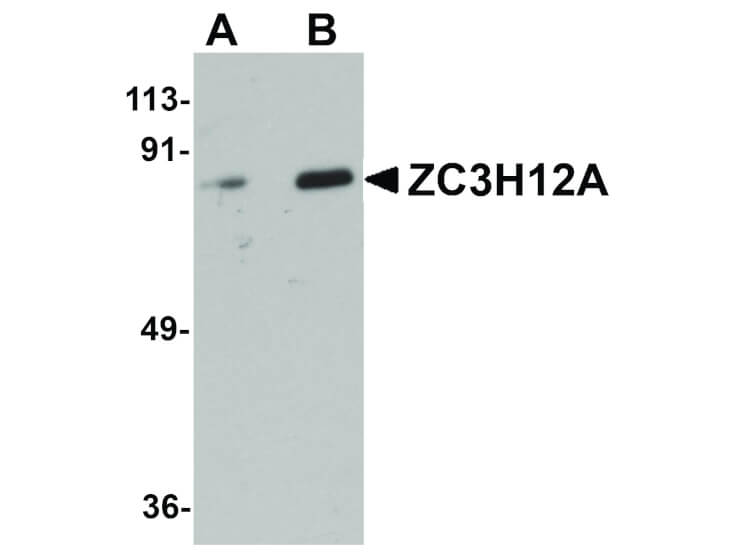 Western Blot of ZC3H12A Antibody