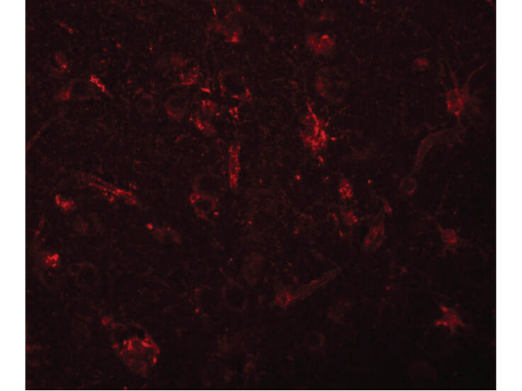 Immunofluorescence of ZC3H12C Antibody