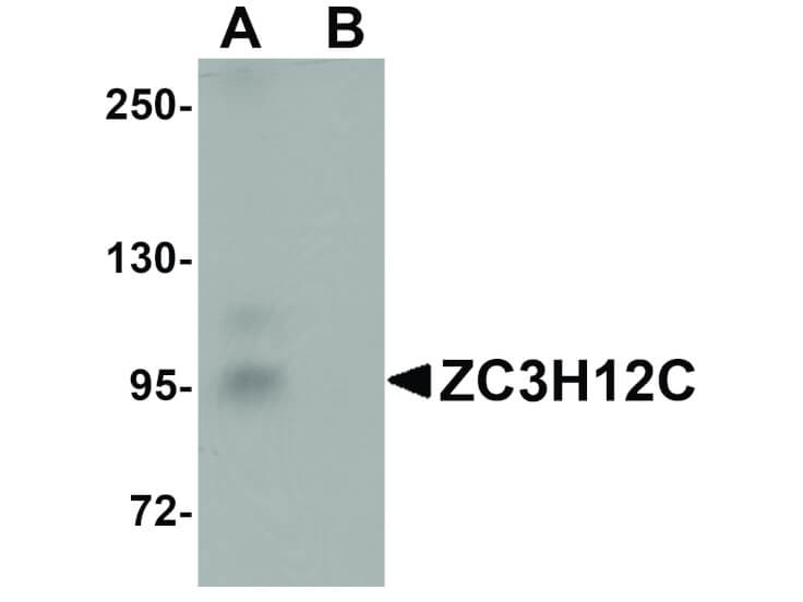 Western Blot of ZC3H12C Antibody
