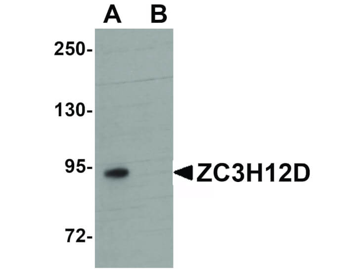 Western Blot of ZC3H12D Antibody