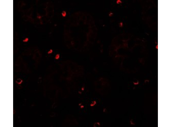 Immunofluorescence of ZFX