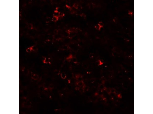 Immunofluorescence of ZIP10