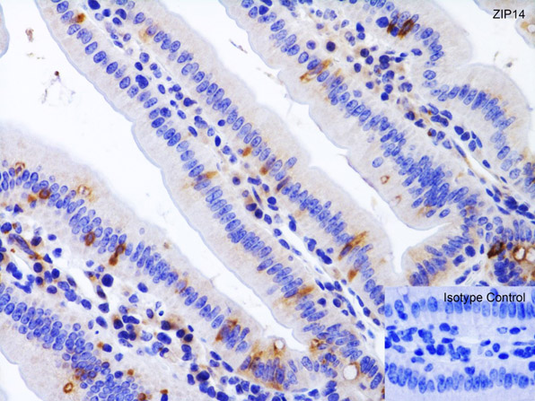 Immunohistochemistry Validation of ZIP14