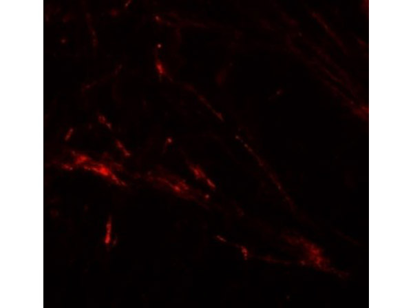 Immunofluorescence Validation of ZIP7