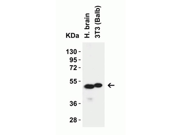 Western Blot of ZIP7