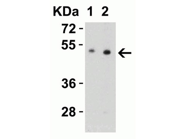 Western Blot of ZIP7