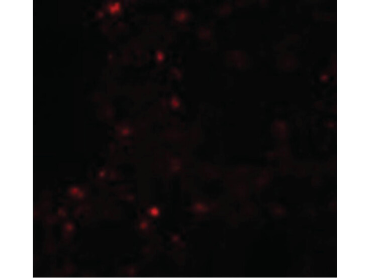 Immunofluorescence of ZSCAN4 Antibody