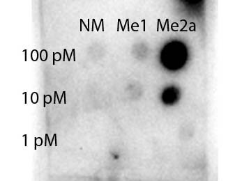 Anti-STAT1 R31-Me2a Antibody - Dot Blot