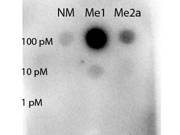 Anti-STAT5 R31-Me1 Antibody - Dot Blot