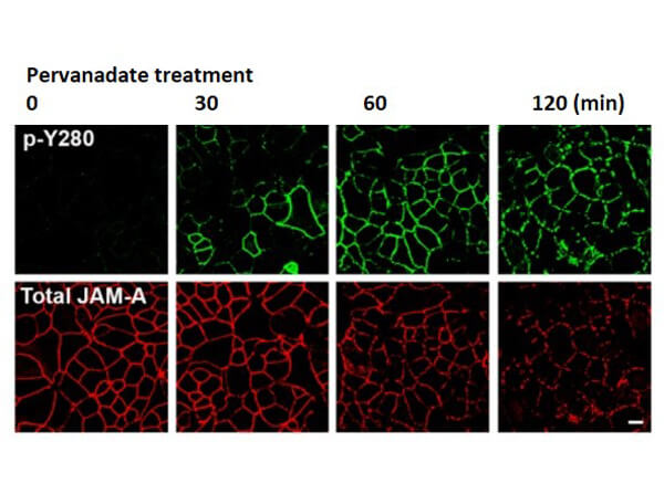 Confocal Immunofluorescence Microscopy of Rabbit Anti-JAM-A pY280 antibody of confluent (intestinal epithelial cells) IECs
