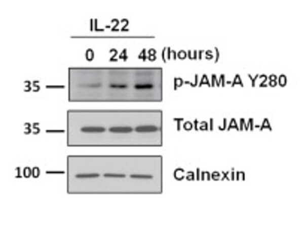 Western Blot of Rabbit Anti-JAM-A pY280 antibody with IL-22
