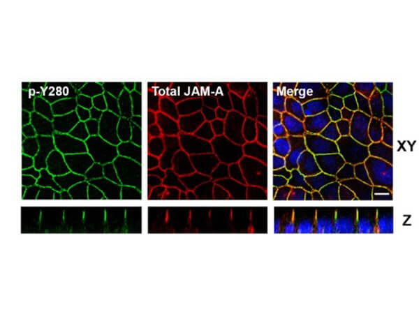 Confocal Immunofluorescence Microscopy of Rabbit Anti-JAM-A pY280 antibody in polarized epithelial cells