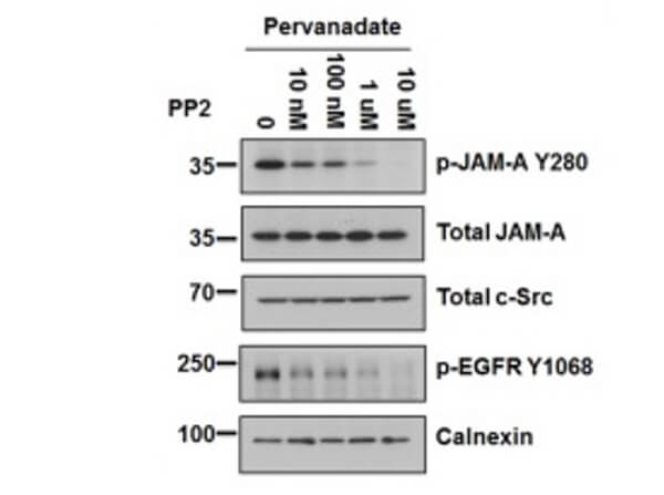 Western Blot of Rabbit Anti-JAM-A pY280 antibody with PP2