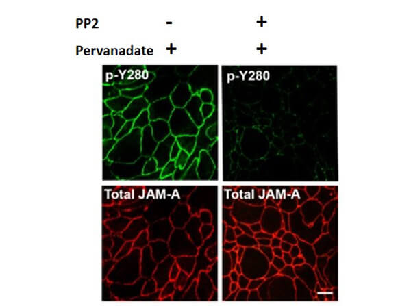 Immunofluorescence Microscopy of Rabbit Anti-JAM-A pY280 antibody with PP2 and pervanadate
