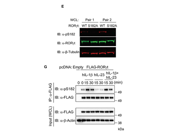 Western Blot using ROR gamma pS203