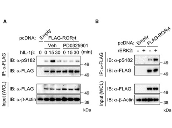 Western Blot using ROR gamma pS203