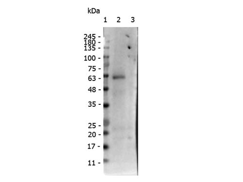 Western blot of Anti-receptor ROR gamma pS203 Antibody