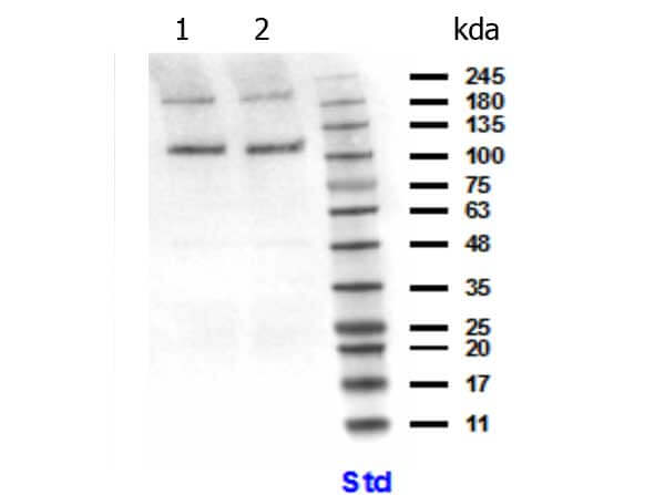 Western blot of Anti-PIK3CB