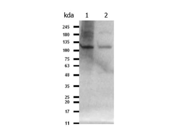 Western blot of Anti-PIK3CB