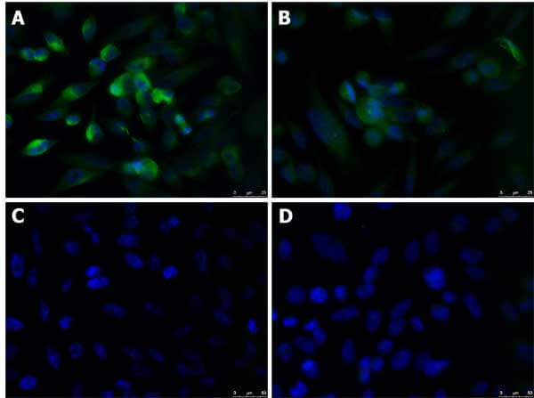Immunofluorescence Microscopy of Rabbit anti-KLF4 antibody