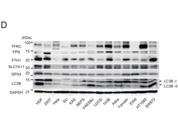 Western Blot using xCT