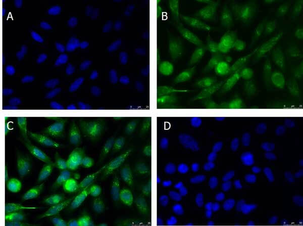 Immunofluorescence Microscopy of Rabbit anti-xCT antibody
