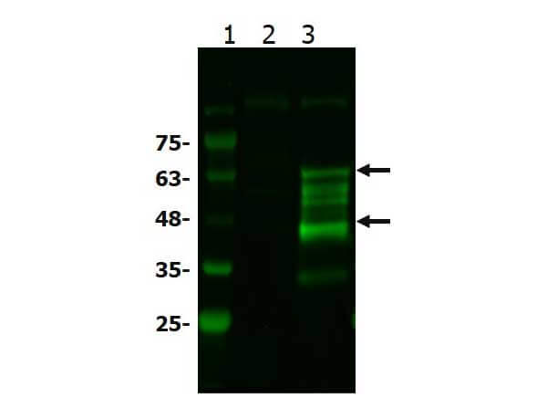 Western Blot of Rabbit anti-BCL3 antibody