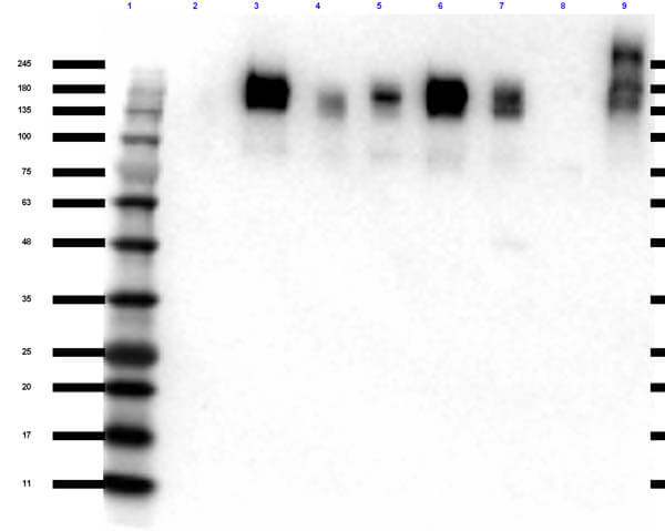 Western Blot of Rabbit anti-ZO-1 antibody
