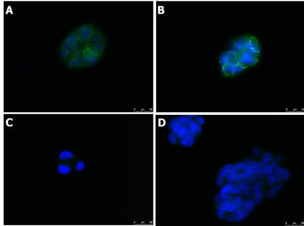 Immunofluorescence Microscopy of Rabbit anti-ZO-1 antibody