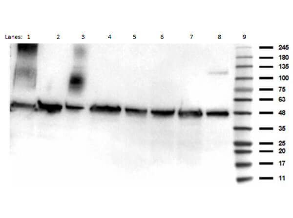 Western Blot of Anti-p53 (ac Lys292) (RABBIT) Antibody