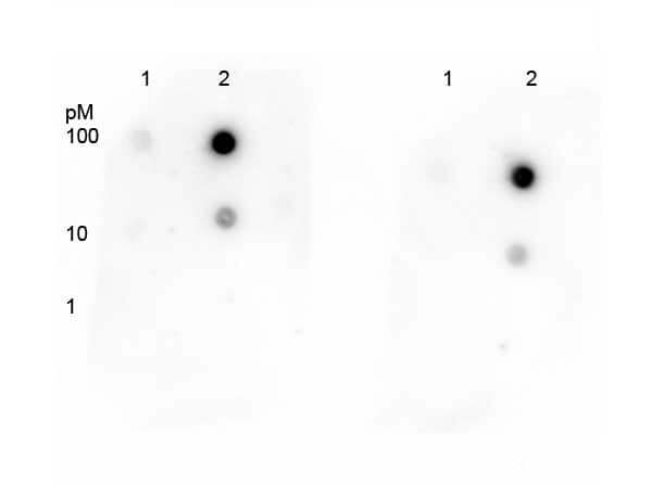 Dot blot of Anti-P53 K292-Ac Antibody