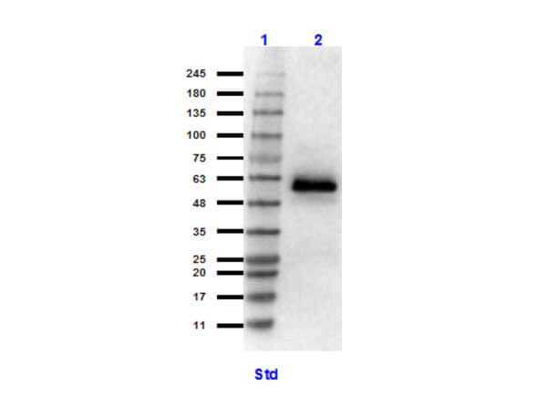 Western blot of Anti-HSF1 (RABBIT) Antibody