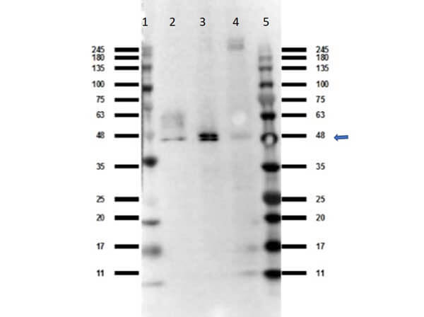 Western blot of Anti-Ffar4 Antibody