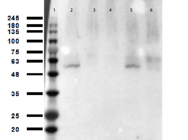 Anti-p53 (ac Lys305) (RABBIT) Antibody - Western Blot