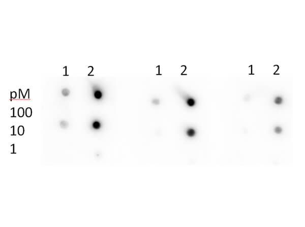 Anti-p53 (ac Lys305) (RABBIT) Antibody- Dot Blot