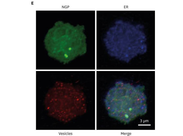 Immunofluorescence using NGP