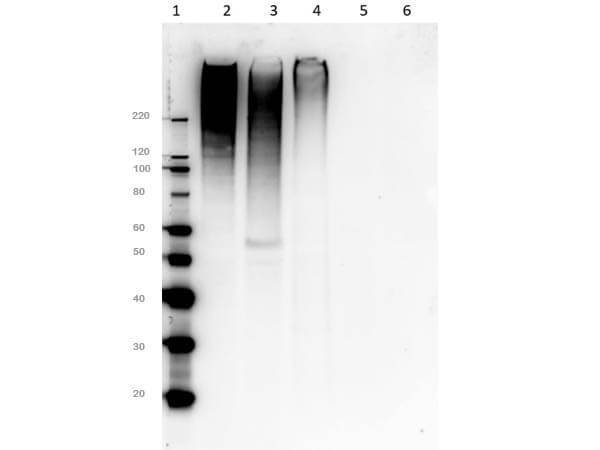 Western Blot of Rabbit MUC4 Antibody
