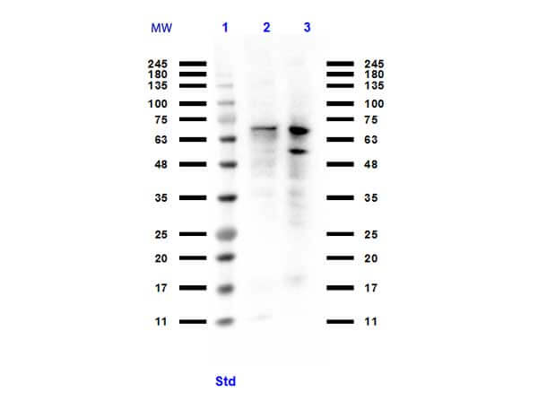 Western Blot of PIAS1 antibody