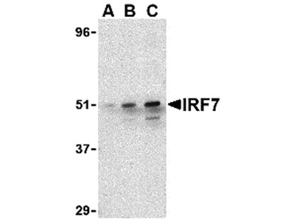 Western blot analysis of IRF7