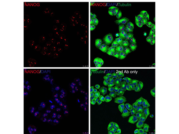 Immunofluorescence of NANOG