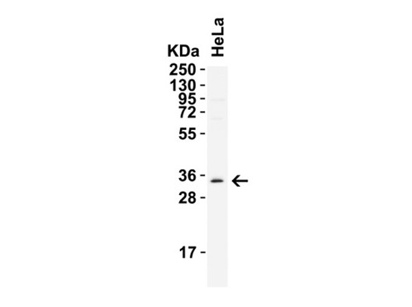 Western Blot of NANOG