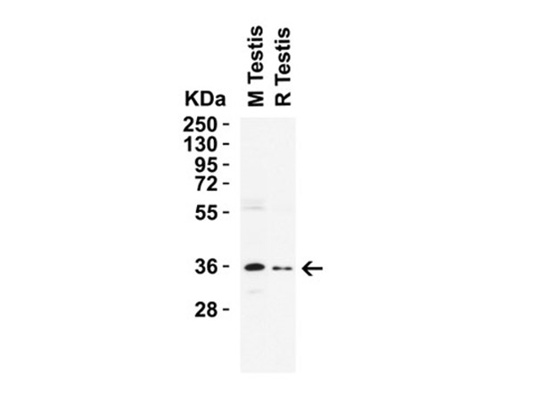 Western Blot of NANOG