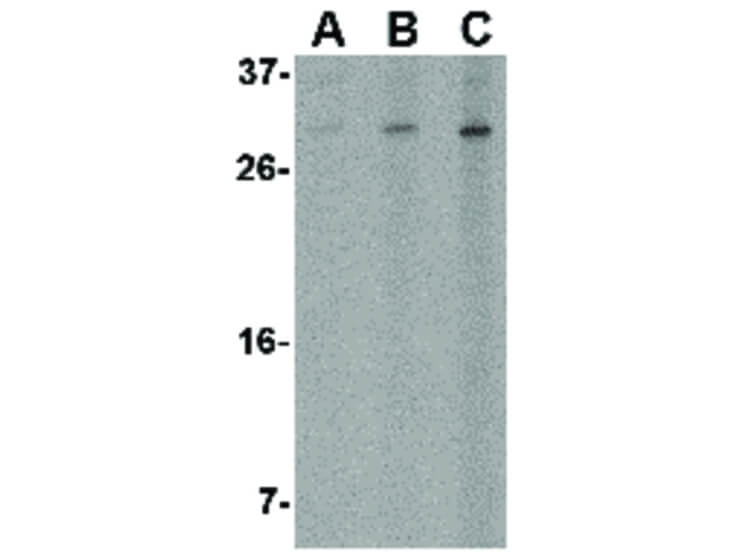 Western Blot of ORAI2 Antibody