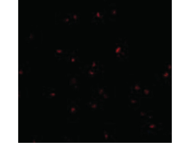 Immunofluorescence of ORAI2 Antibody