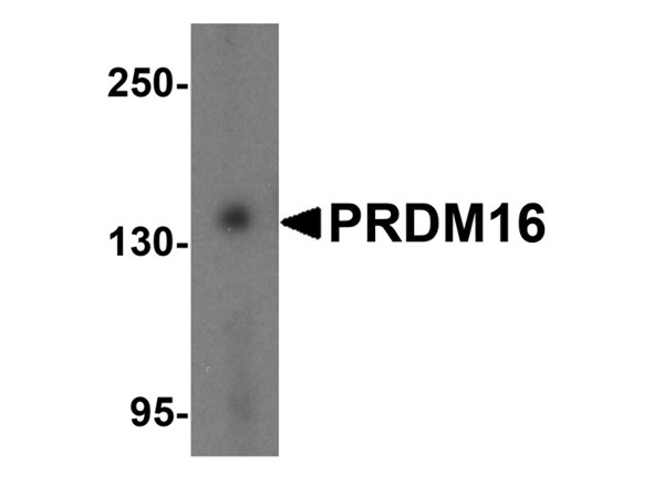 Western blot of PRDM16