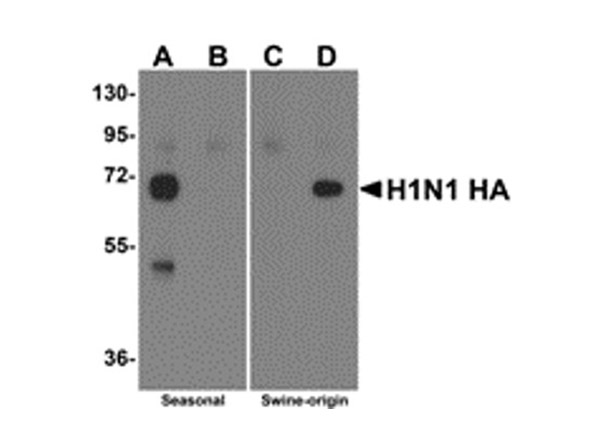 Western blot of Anti-Swine H1N1 Hemagglutinin