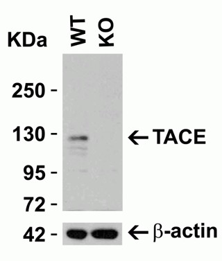 Western Blot of TACE