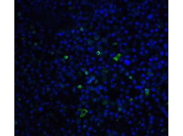 Immunofluorescence of TLR3