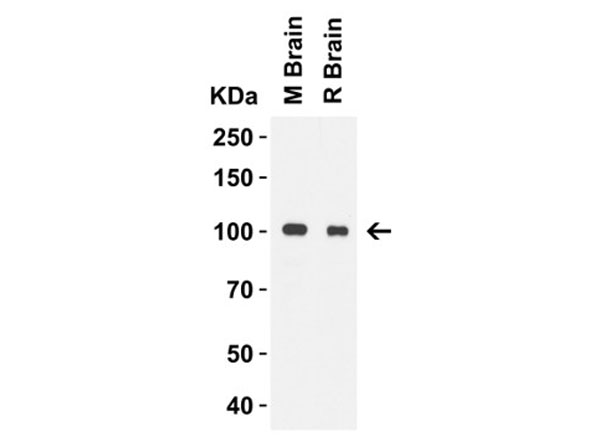 Western Blot of TLR3