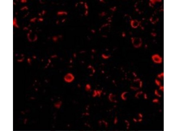 Immunofluorescence of TLR3